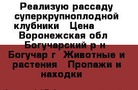 Реализую рассаду суперкрупноплодной клубники › Цена ­ 37 - Воронежская обл., Богучарский р-н, Богучар г. Животные и растения » Пропажи и находки   